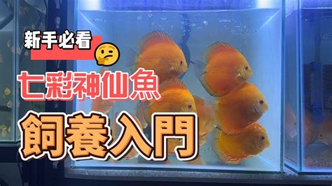 七彩神仙魚飼養入門|【七彩神仙魚飼養入門】七彩神仙魚飼養入門：新手必備全攻略，。